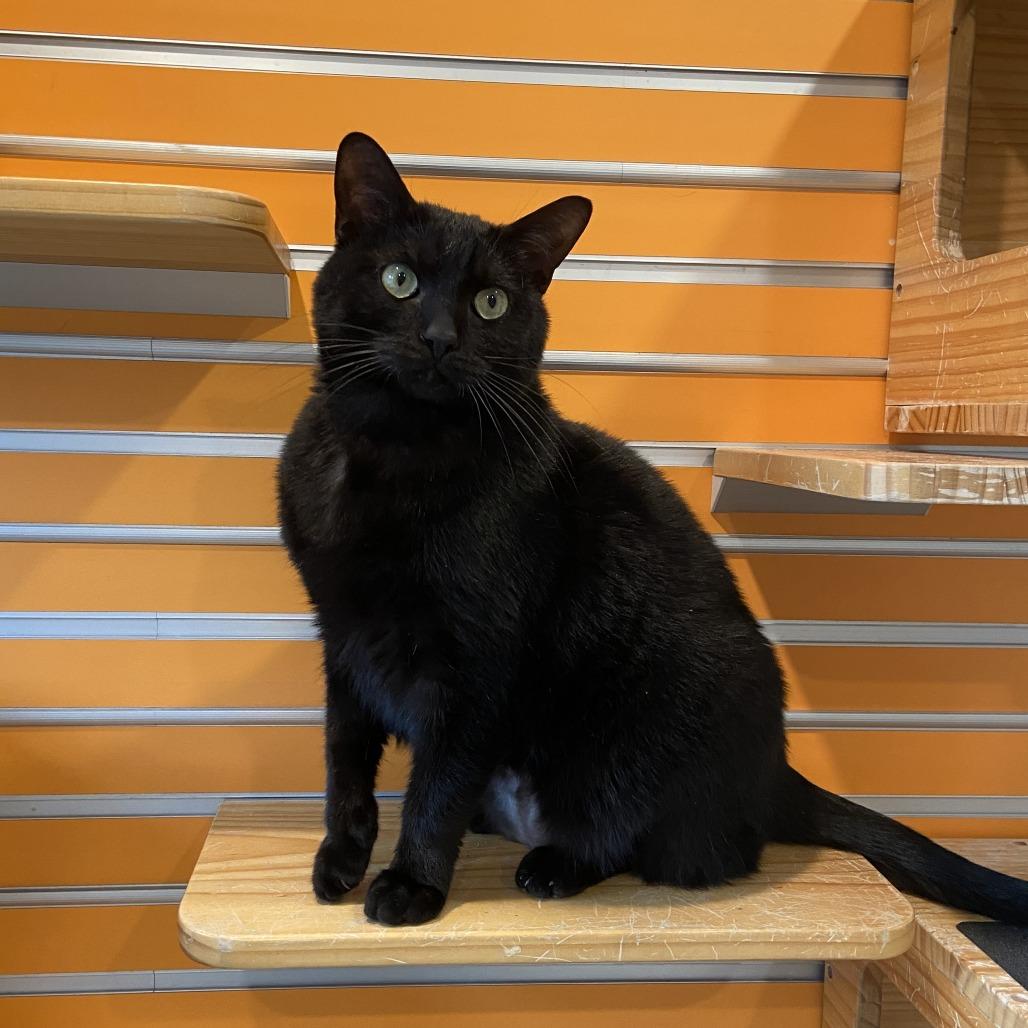 Enlarge Gargamel, a Adoptable Domestic Short Hair in Washington Township, OH image 6/6
