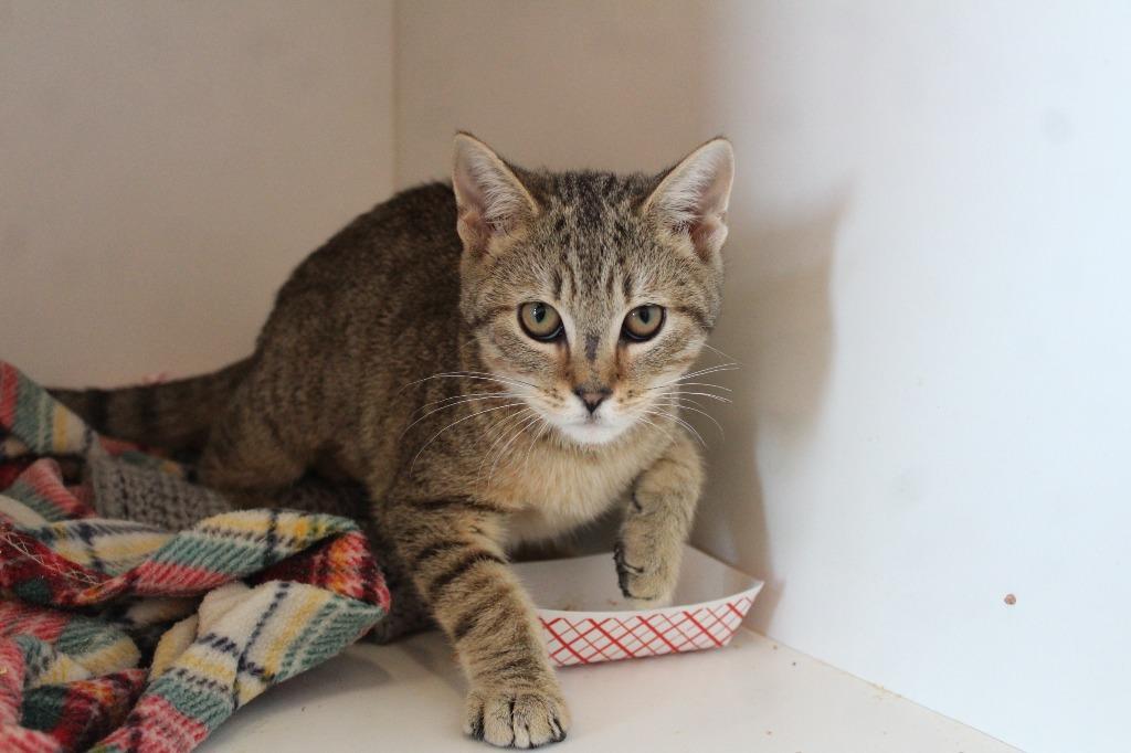 Polyethylene, ADOPTABLE, Young Female Domestic Short Hair.