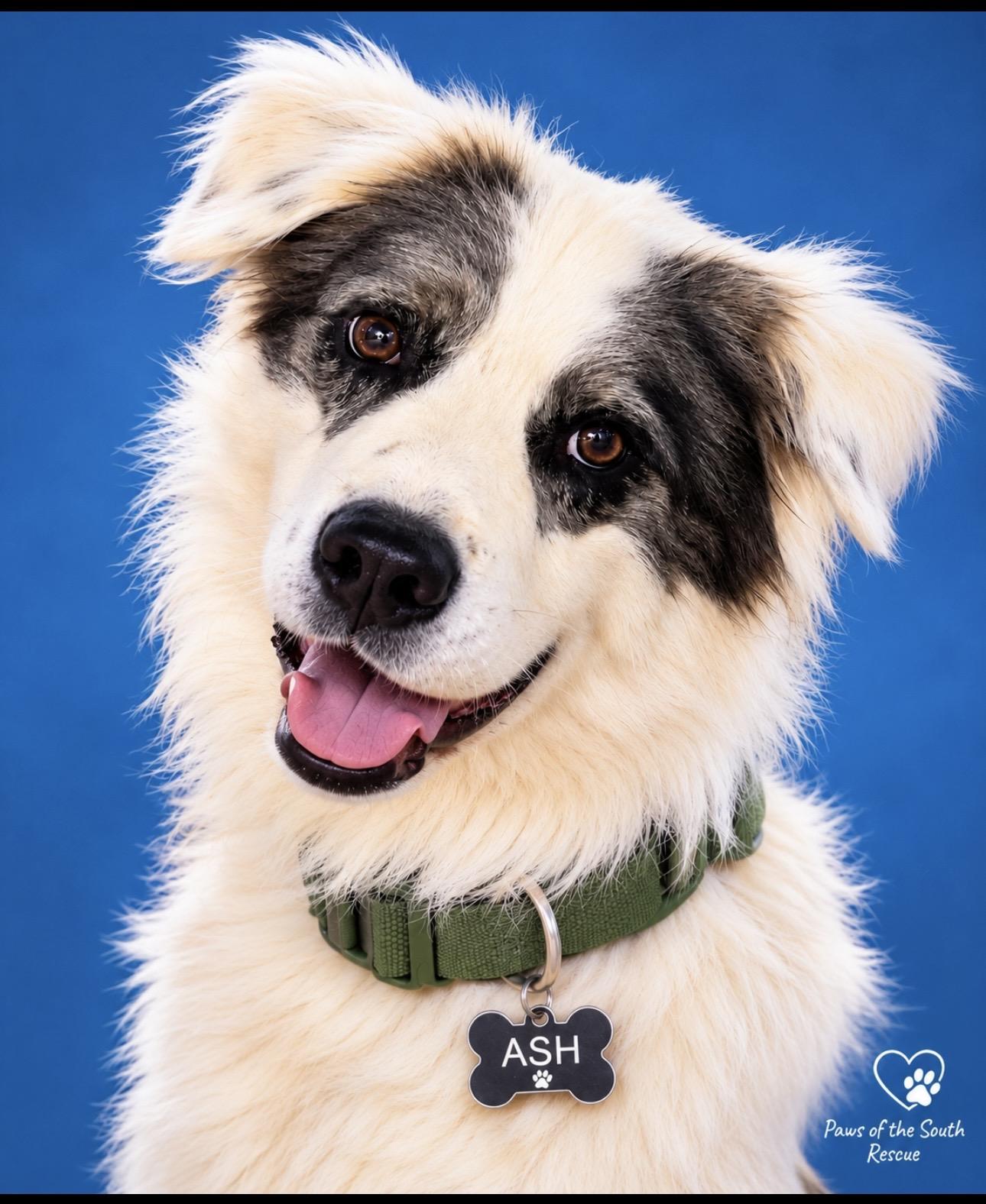 Ash, Adoptable, Adult Male Border Collie.