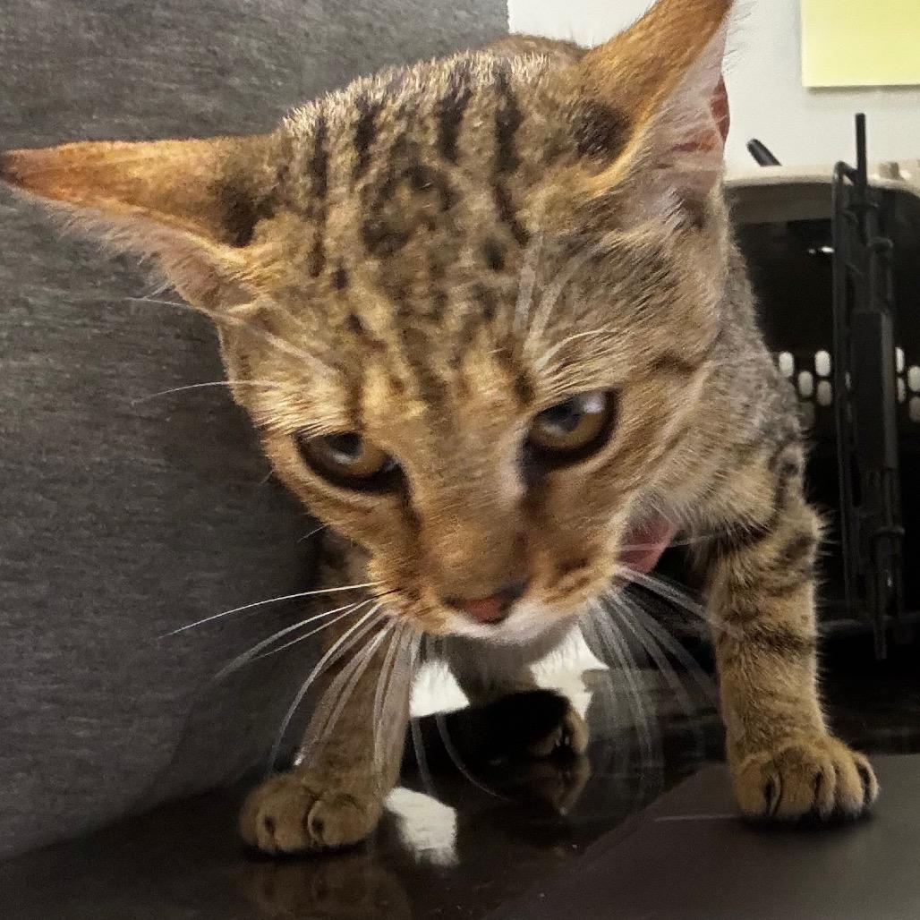 Zipper, Adoptable, Kitten Female Domestic Short Hair.