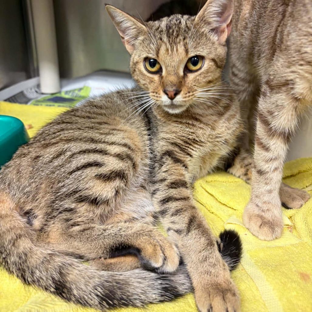 Enlarge Zipper, a Adoptable Domestic Short Hair in Concord, NC image 2/2