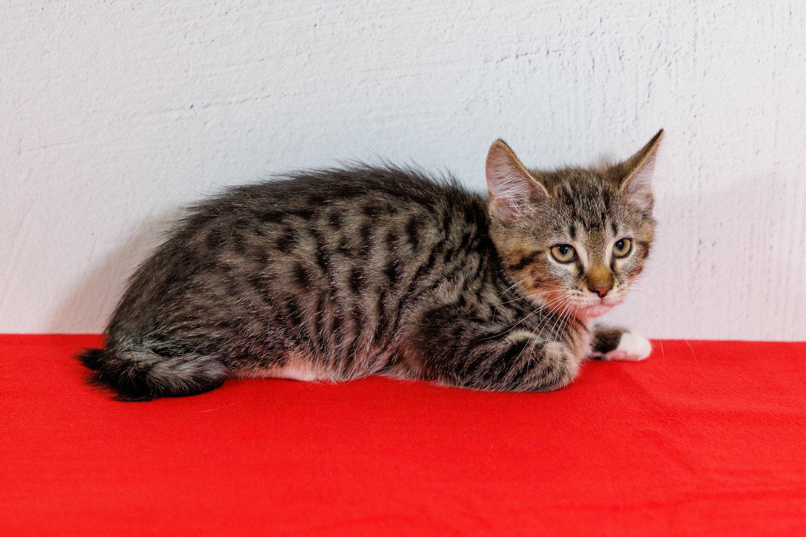 Feather, Adoptable, Kitten Female Domestic Short Hair & Tabby.