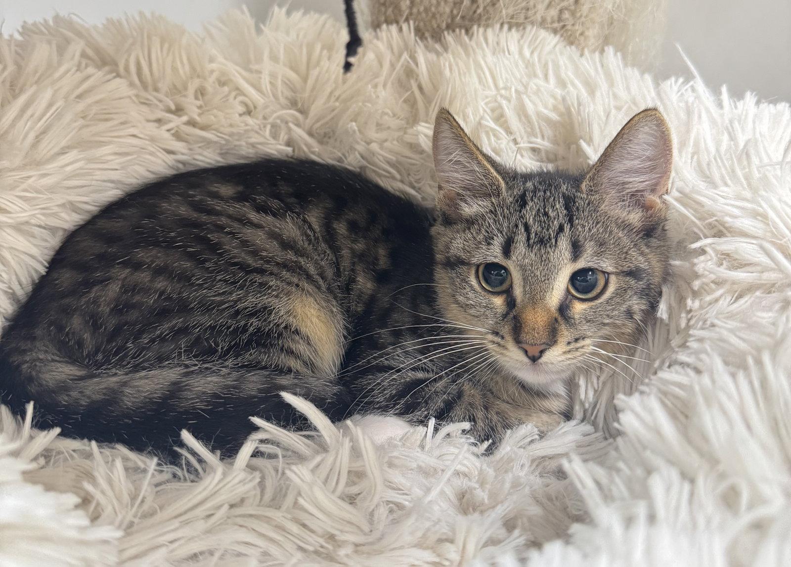 Enlarge Feather, a Adoptable mixed breed in St. Cloud, FL image 3/3