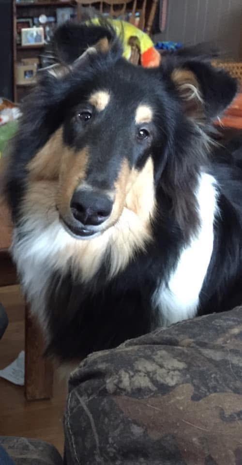 Enlarge Otis, a Adopted Rough Collie in Elyria, OH image 1/3