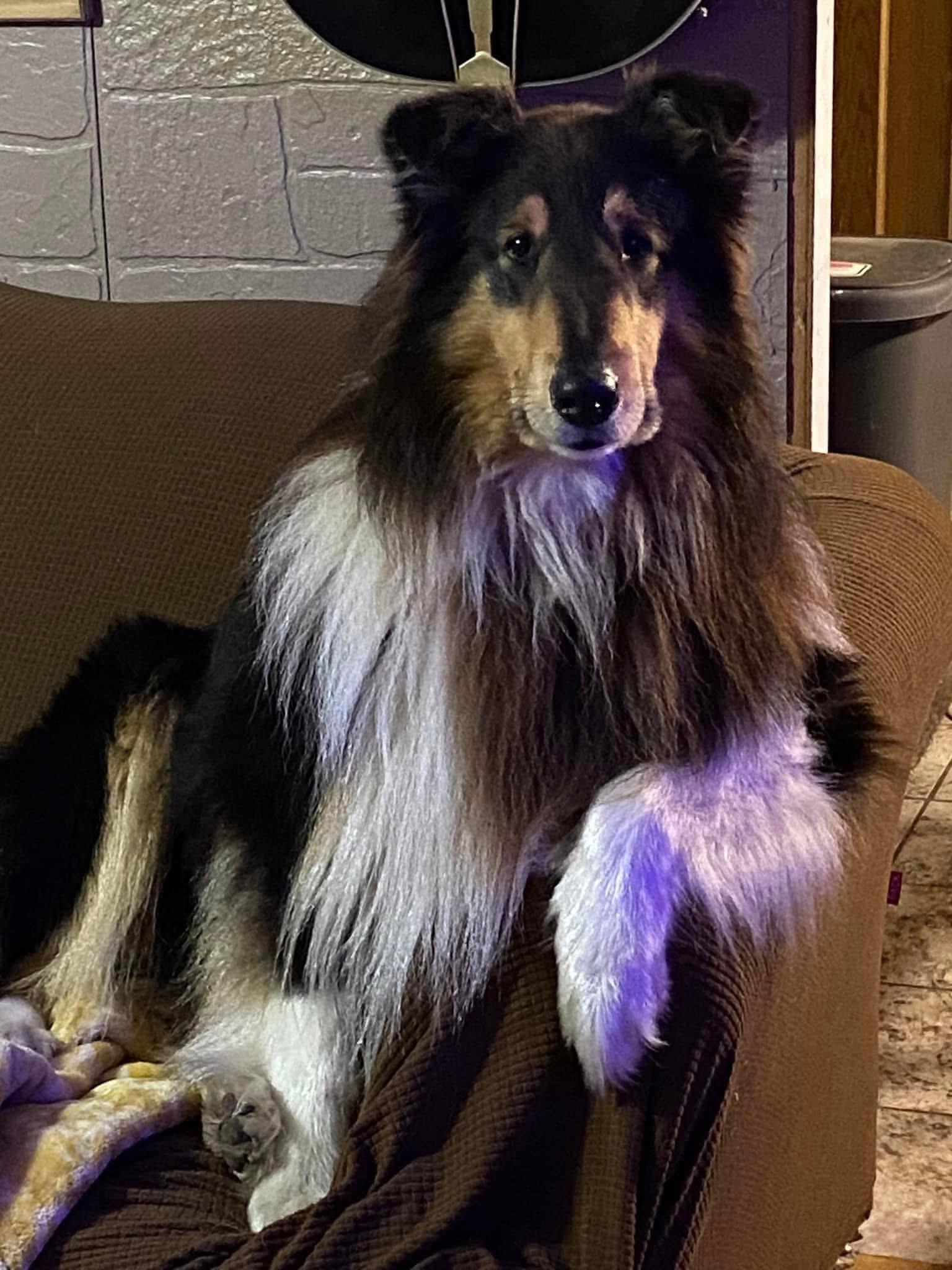 Enlarge Otis, a Adopted Rough Collie in Elyria, OH image 2/3