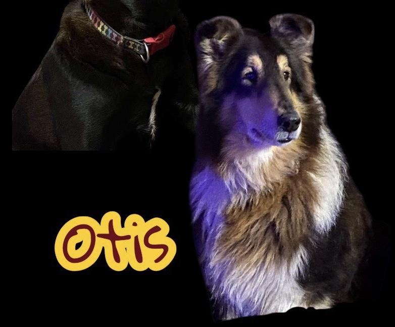 Enlarge Otis, a Adopted Rough Collie in Elyria, OH image 3/3