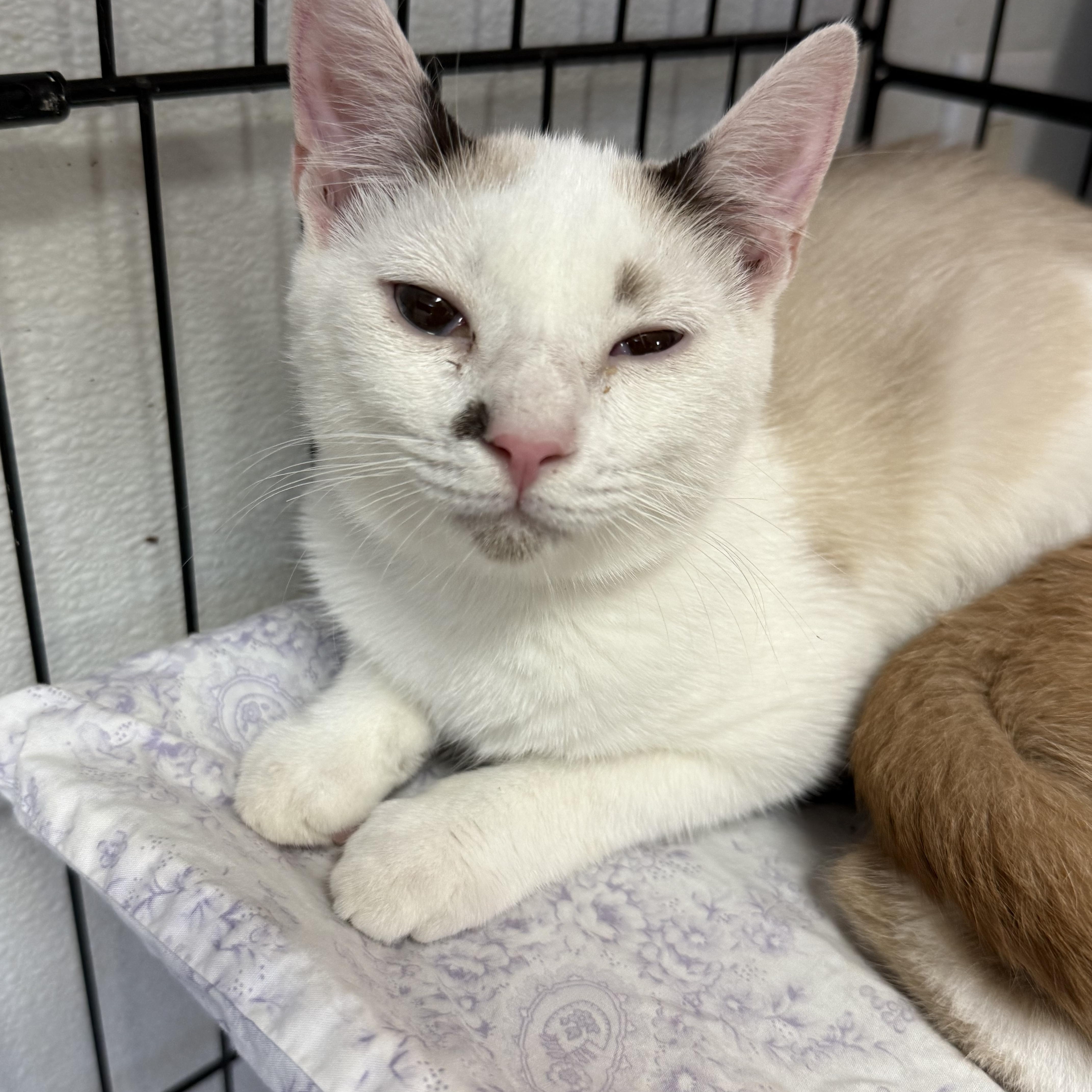 Cronus, Adoptable, Young Male Siamese & Domestic Short Hair.