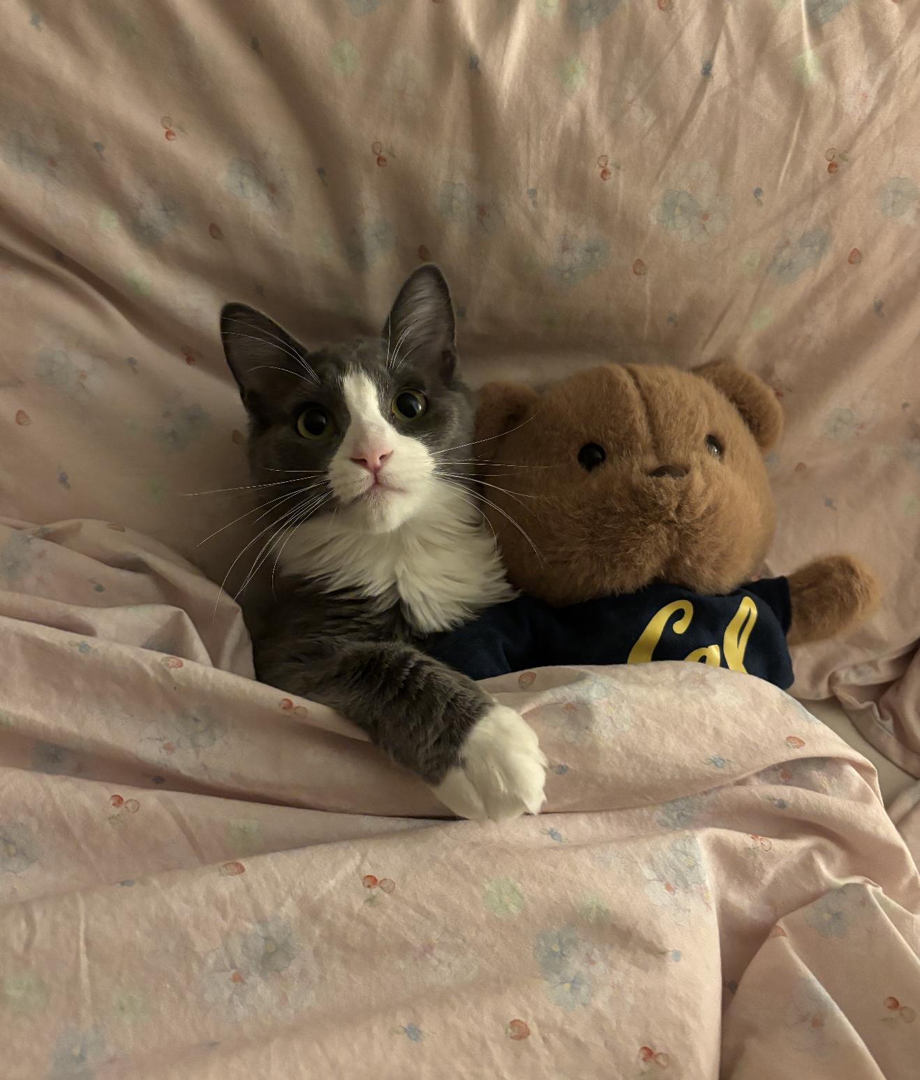 Sorscha & Mildred, a Adoptable mixed breed in San Jose, CA image 5/6