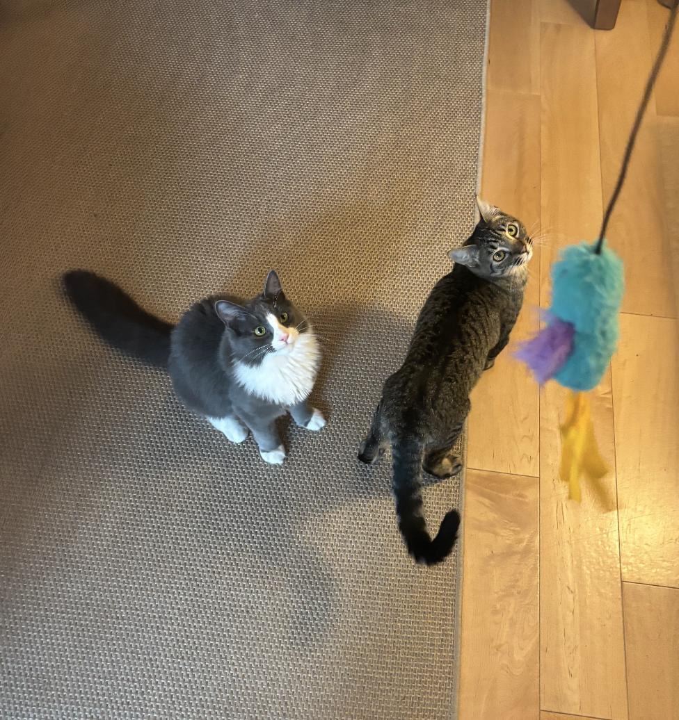 Sorscha & Mildred, Adoptable, Kitten Female Domestic Medium Hair.