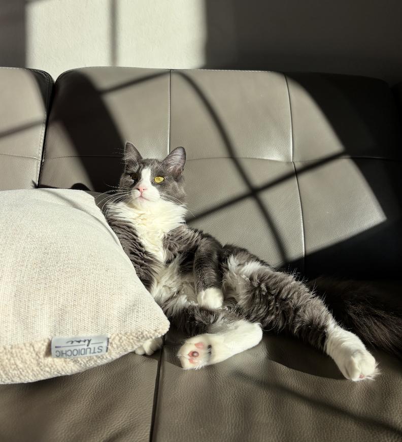 Sorscha & Mildred, a Adoptable mixed breed in San Jose, CA image 6/6