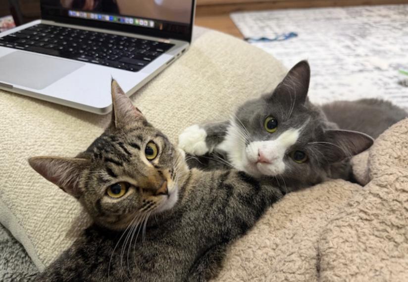 Sorscha & Milly!, Adoptable, Kitten Female Domestic Medium Hair.