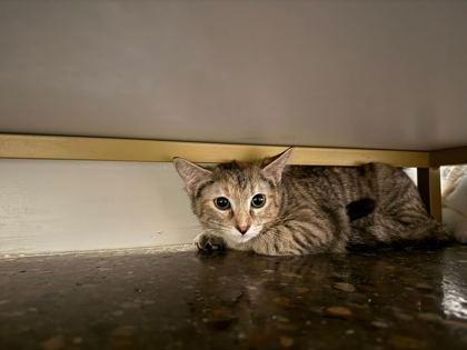 Tigger, Adoptable, Kitten Female Domestic Short Hair & Domestic Short Hair.