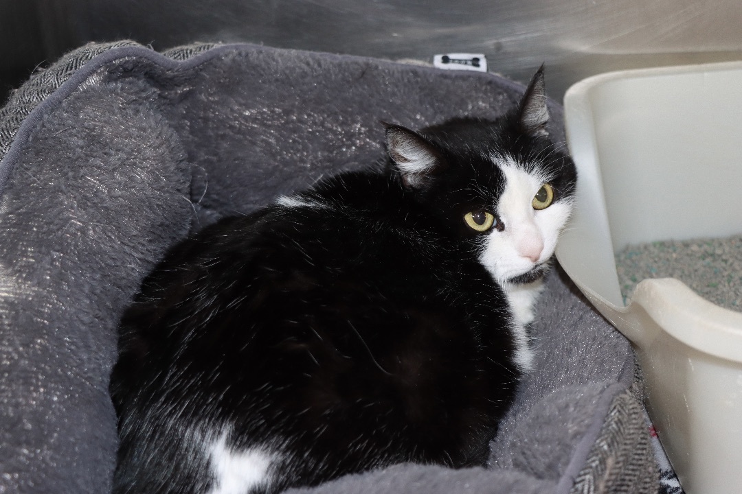 Enlarge Penelope Pussycat, a Adoptable Domestic Short Hair in House Springs, MO image 1/1