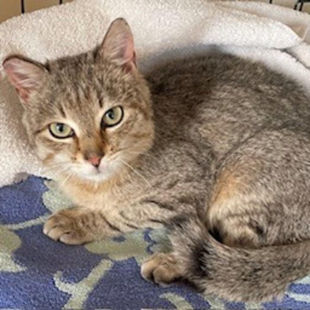 Enlarge Tumbleweed (ON ADOPTION HOLD), a ADOPTABLE Domestic Short Hair in Nantucket, MA image 2/2