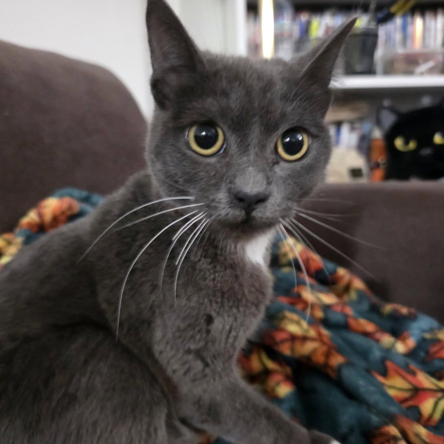 Enlarge Samba *Cerebellar Hypoplasia (CH), a ADOPTABLE American Shorthair in Concord, CA image 3/3
