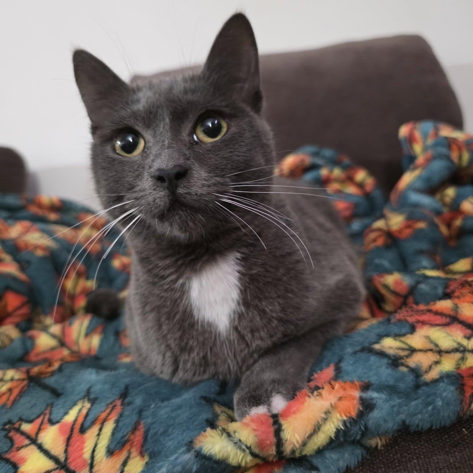 Enlarge Samba *Cerebellar Hypoplasia (CH), a ADOPTABLE American Shorthair in Concord, CA image 1/3