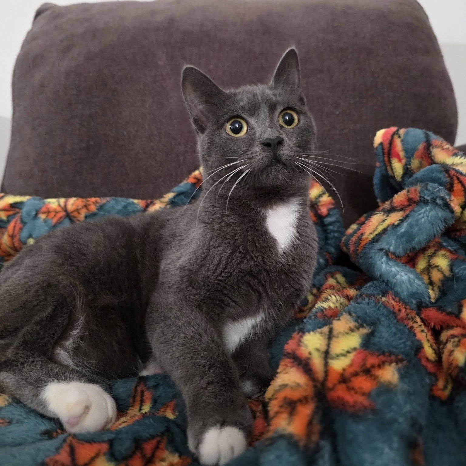 Enlarge Samba *Cerebellar Hypoplasia (CH), a ADOPTABLE American Shorthair in Concord, CA image 2/3