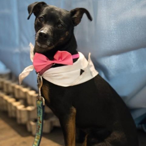 Nita (Juanita), Adoptable, Adult Female Mixed Breed & Miniature Pinscher.