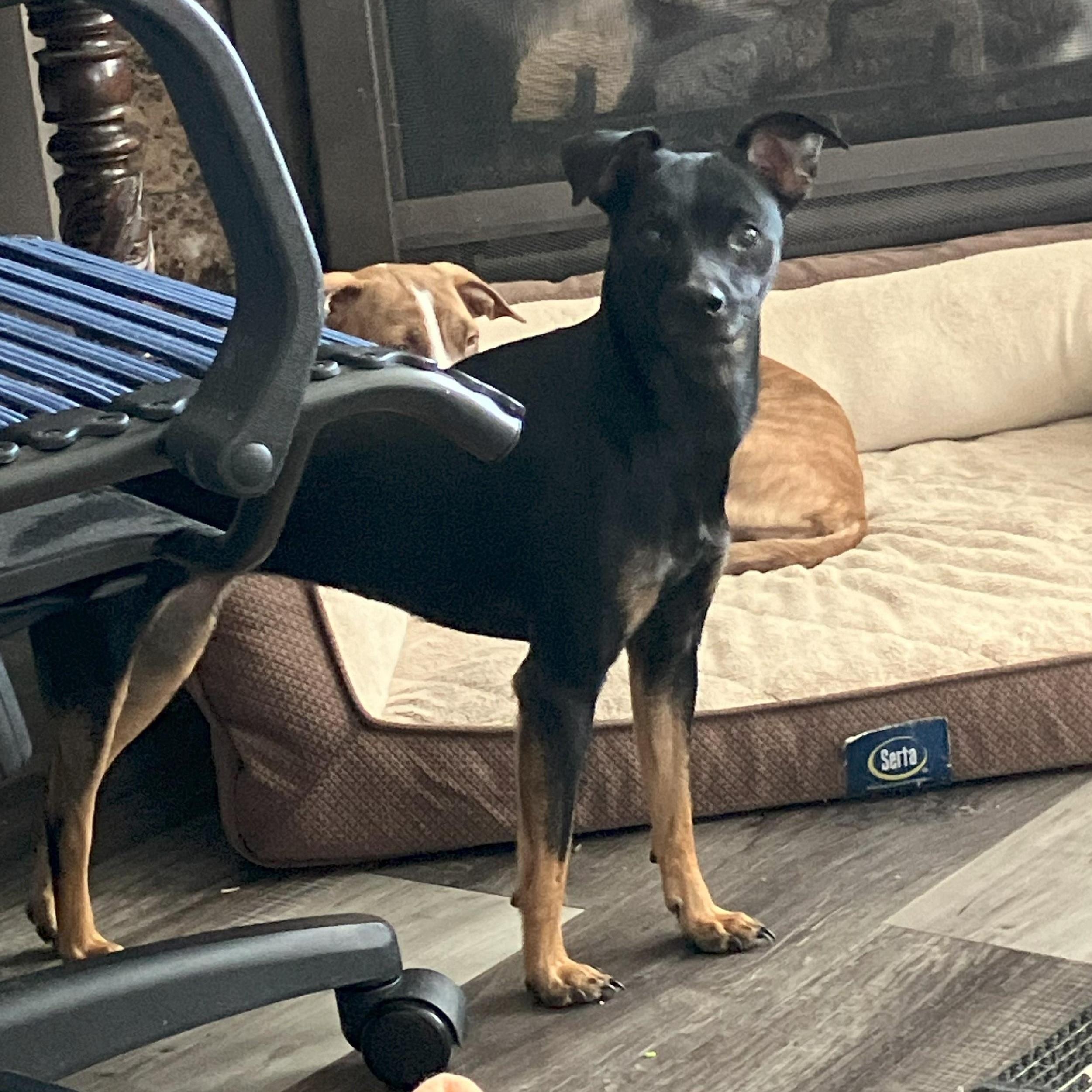 Nita (Juanita), a Adoptable mixed breed in Littleton, CO image 2/6