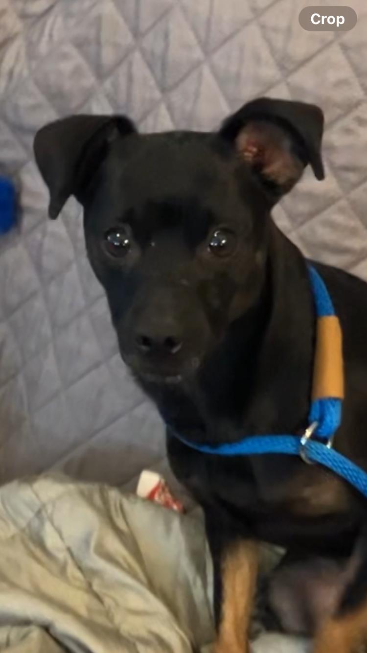 Nita (Juanita), a Adoptable mixed breed in Littleton, CO image 5/6