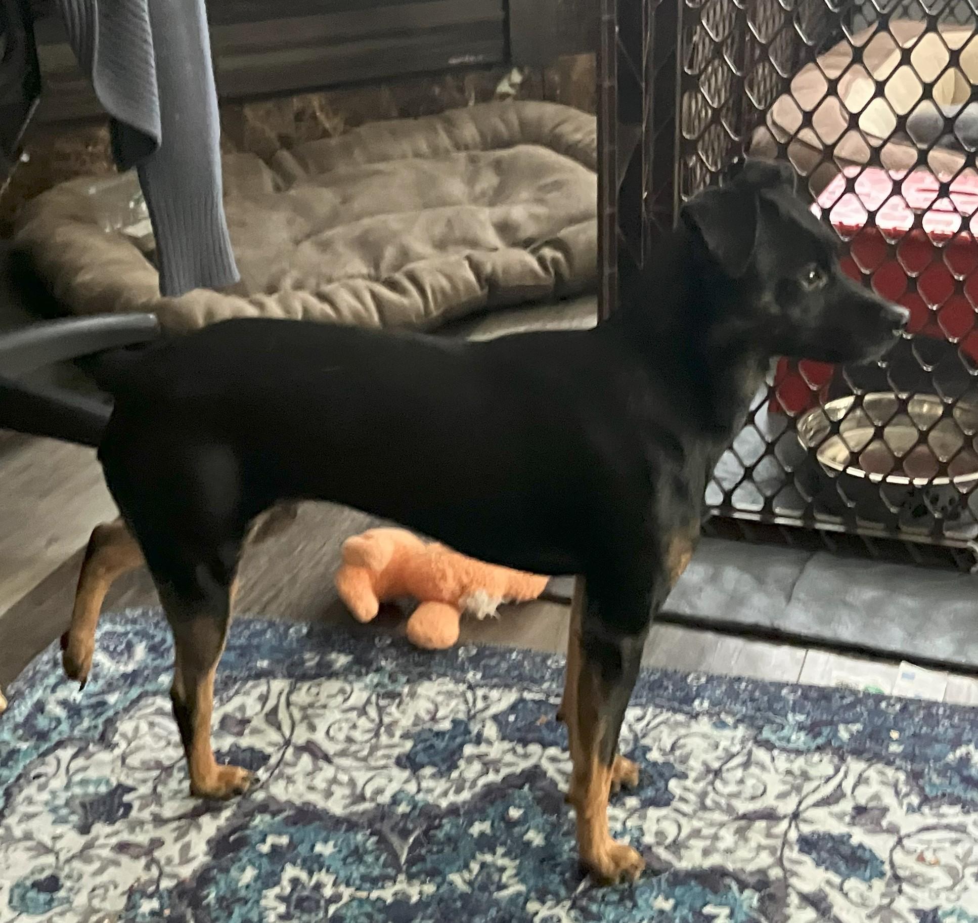 Nita (Juanita), an adoptable Mixed Breed, Miniature Pinscher in Littleton, CO, 80128 | Photo Image 5