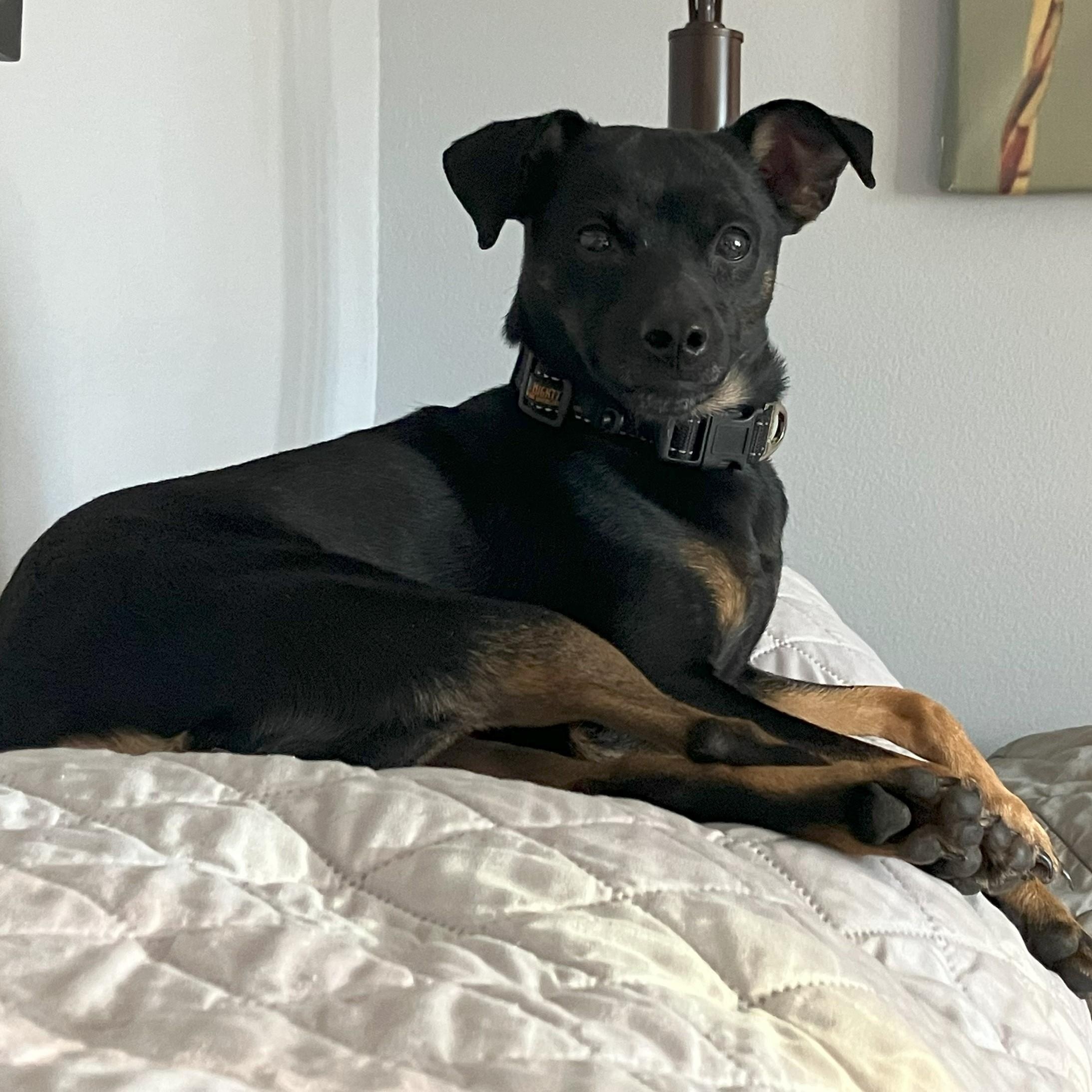 Nita (Juanita), an adoptable Mixed Breed, Miniature Pinscher in Littleton, CO, 80128 | Photo Image 1