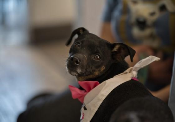 Nita (Juanita), a Adoptable mixed breed in Littleton, CO image 5/5