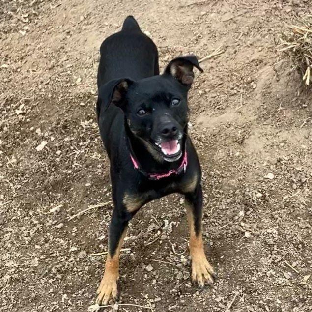 Nita (Juanita), a Adoptable mixed breed in Littleton, CO image 2/5
