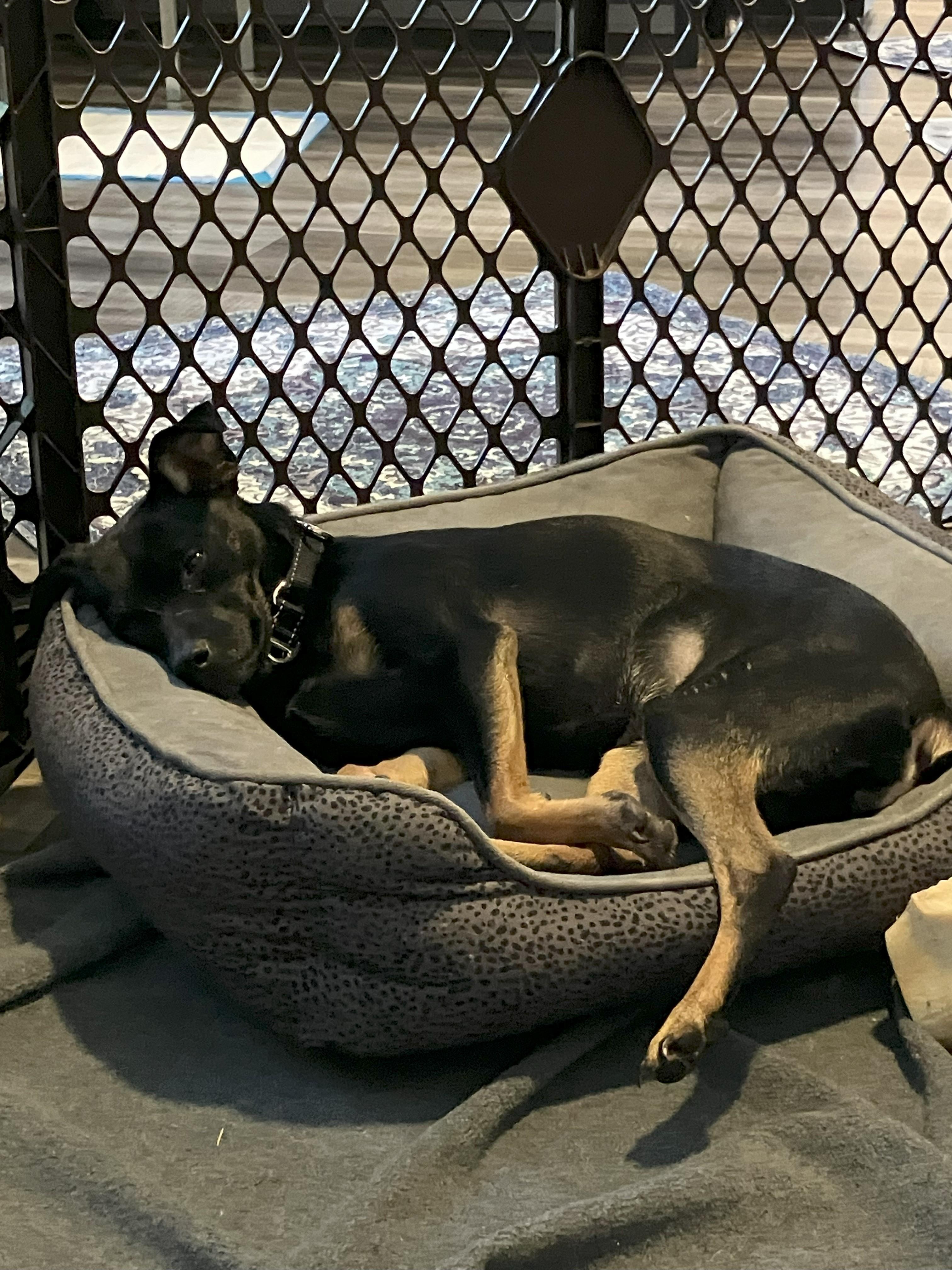 Nita (Juanita), an adoptable Mixed Breed, Miniature Pinscher in Littleton, CO, 80128 | Photo Image 3