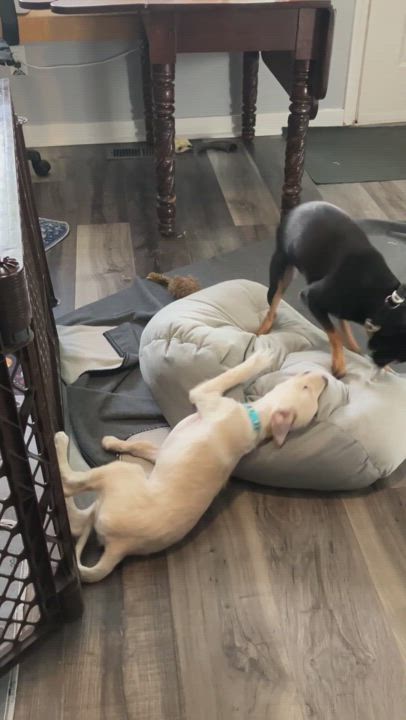 Enlarge Nita (Juanita), a Adoptable mixed breed in Littleton, CO video 3/6