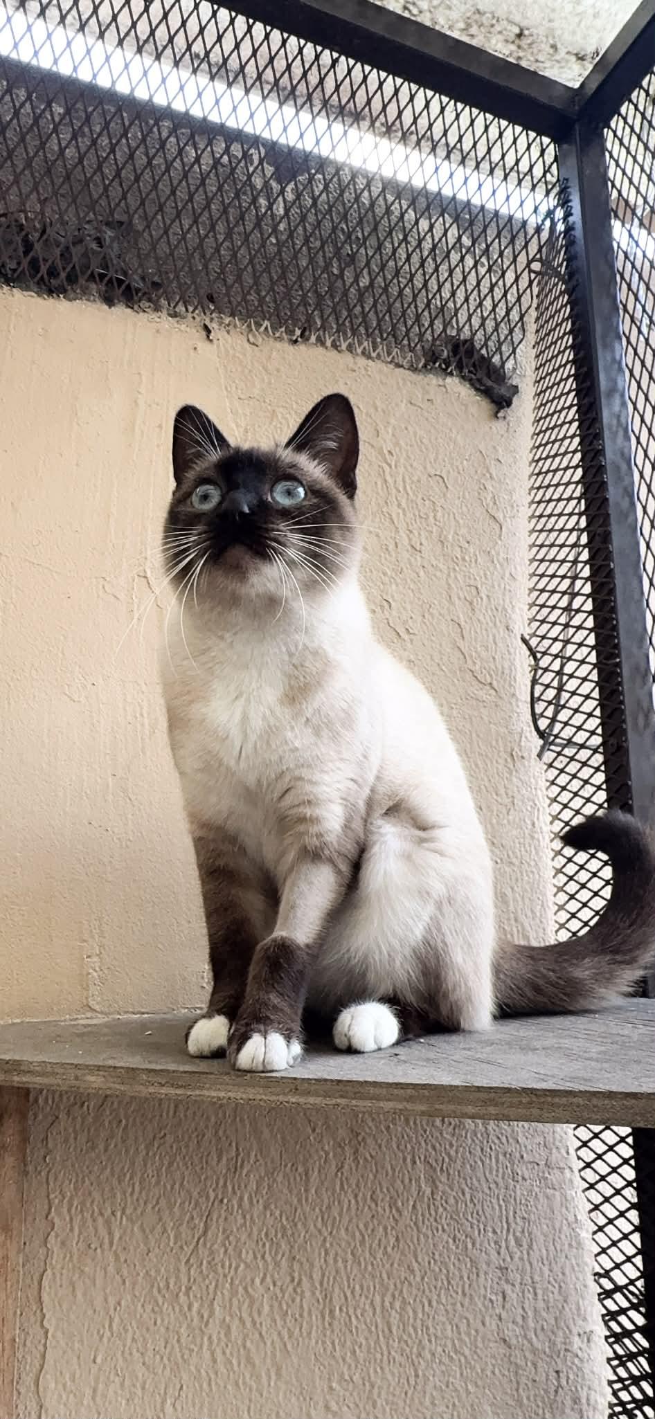 Moka, ADOPTABLE, Kitten Female Siamese.