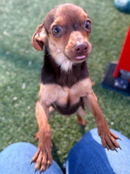 Pinkie — thumbnail 2