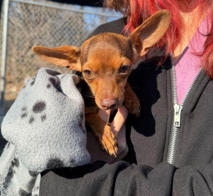 Pinkie — thumbnail 3