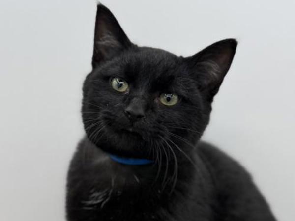 Peter, Adoptable, Kitten Male Domestic Short Hair.