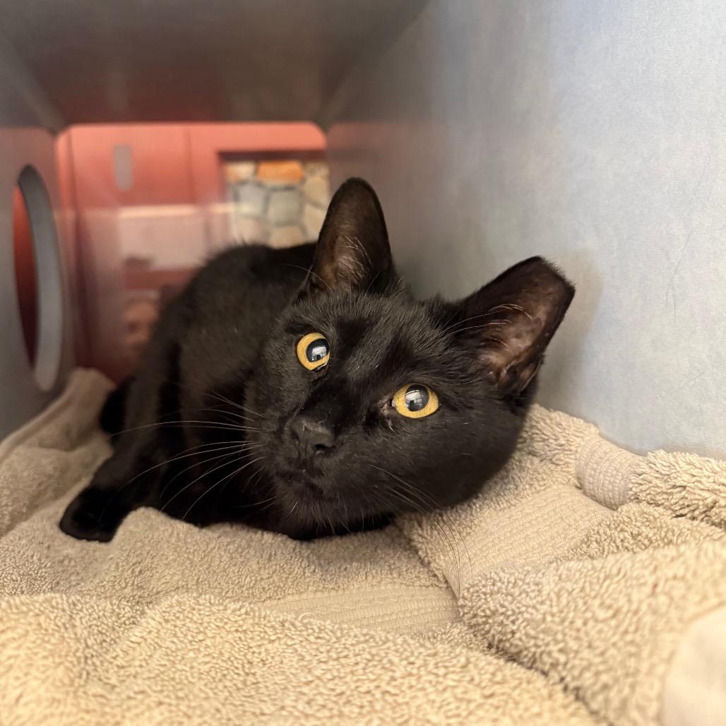Middy, Adoptable, Adult Female Domestic Short Hair.