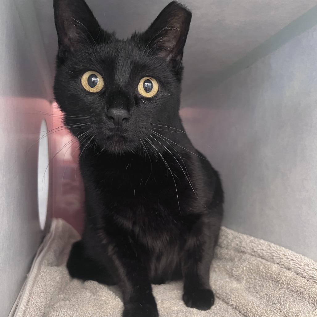 Middy, a Adoptable Domestic Short Hair in Glenwood Springs, CO image 2/6