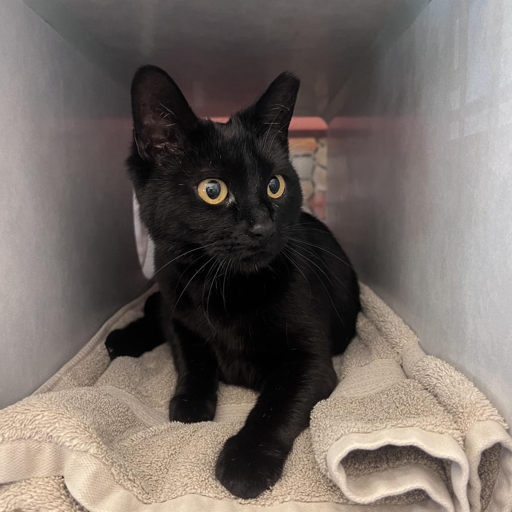Middy, a Adoptable Domestic Short Hair in Glenwood Springs, CO image 3/6