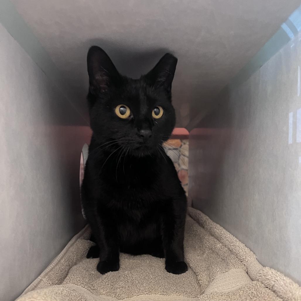 Middy, a Adoptable Domestic Short Hair in Glenwood Springs, CO image 4/6
