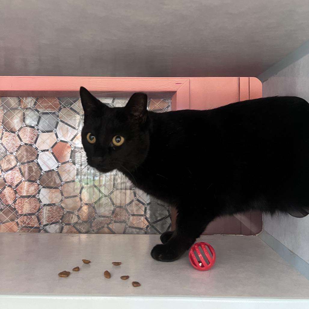 Middy, a Adoptable Domestic Short Hair in Glenwood Springs, CO image 5/6