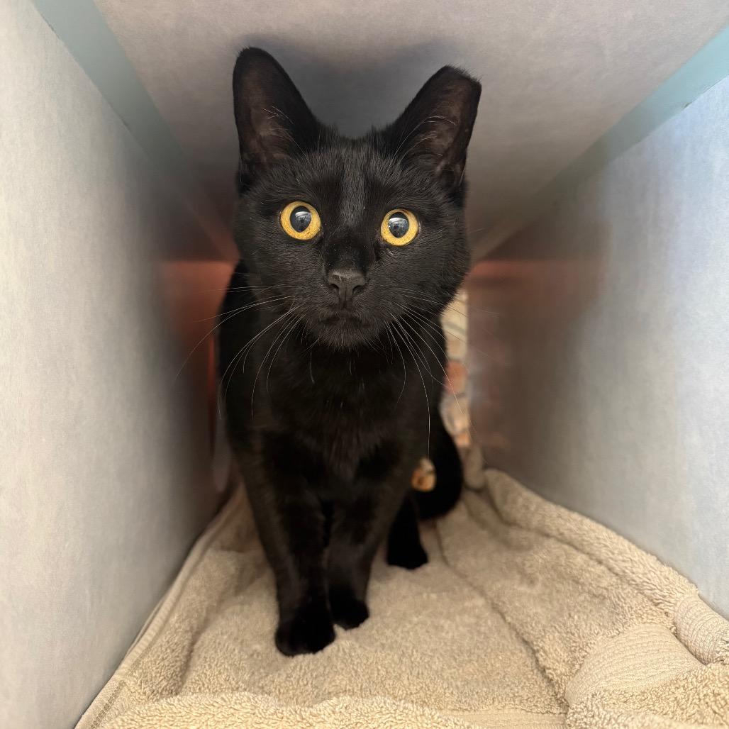 Middy, a Adoptable Domestic Short Hair in Glenwood Springs, CO image 6/6