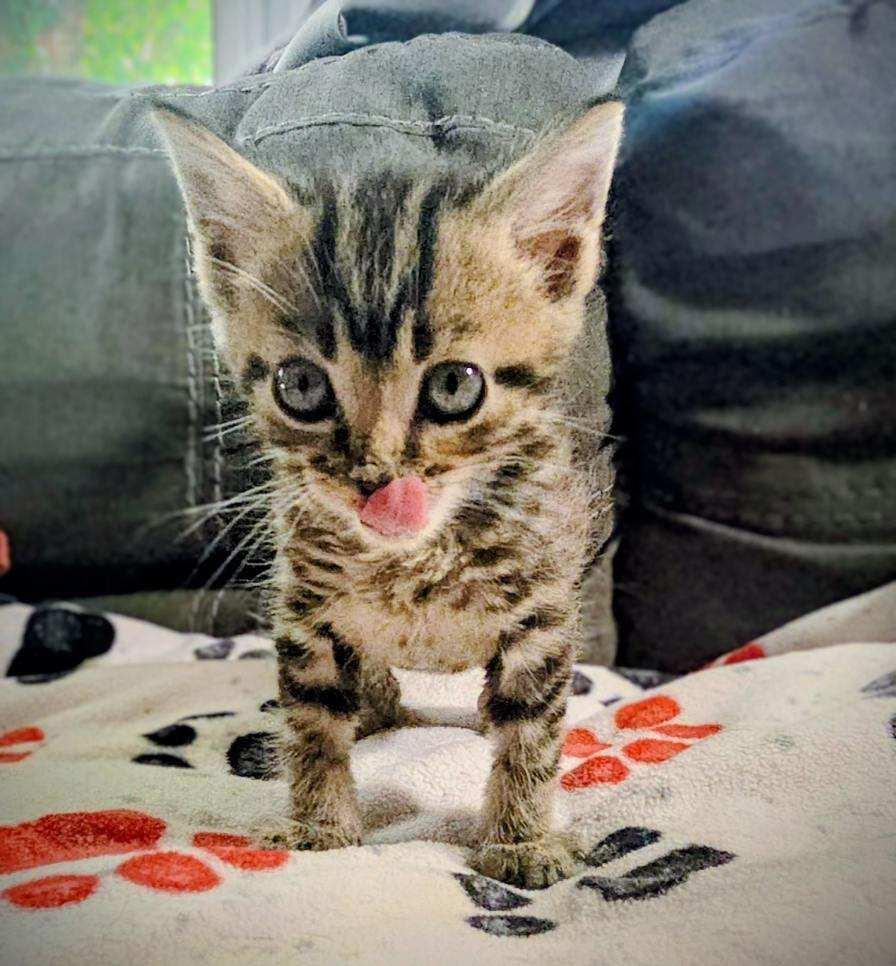 Enlarge Waldo, a Adopted mixed breed in Louisville, KY image 1/4