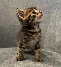 Enlarge Waldo, a Adopted mixed breed in Louisville, KY image 2/4