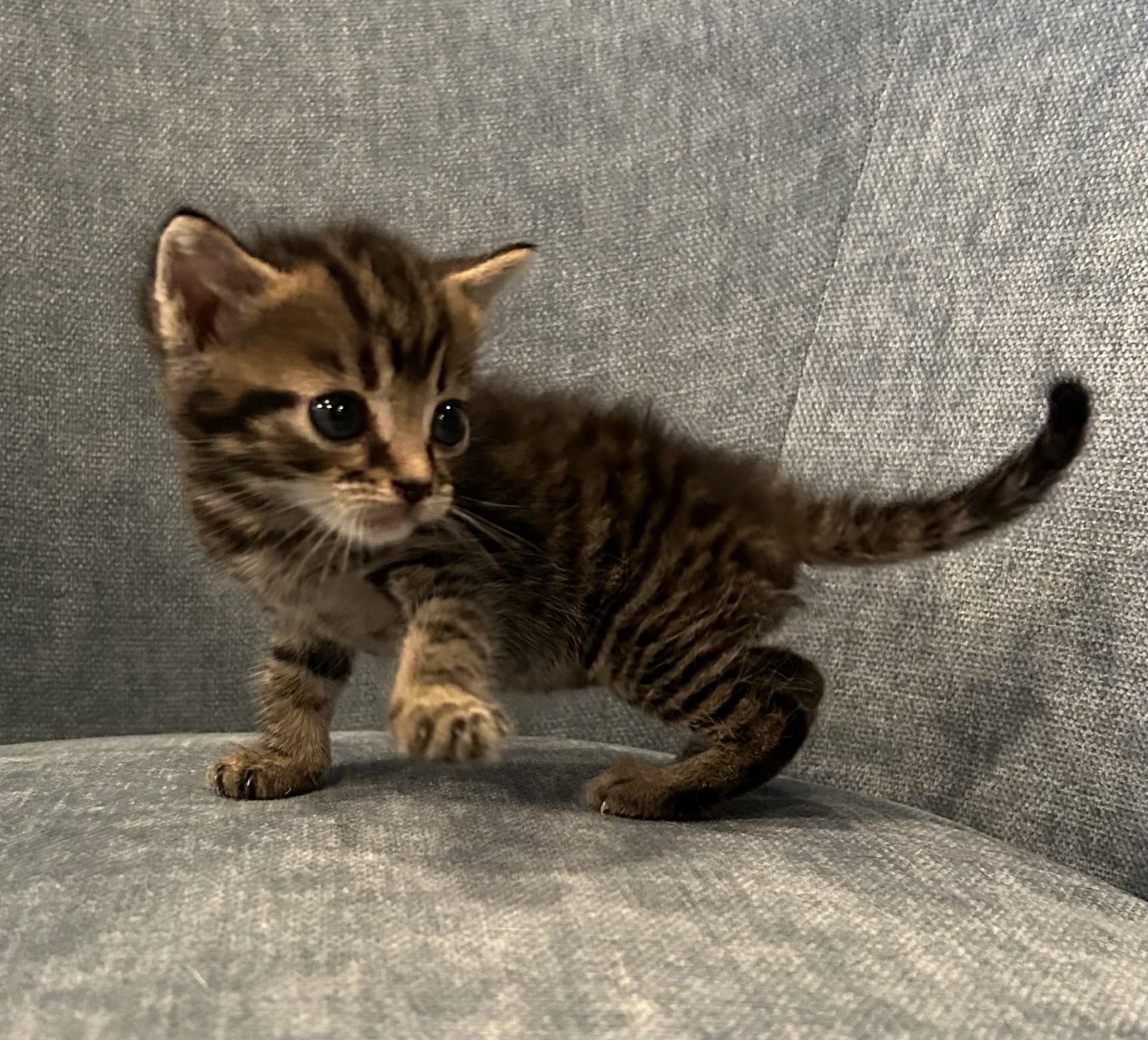 Enlarge Waldo, a Adopted mixed breed in Louisville, KY image 3/4