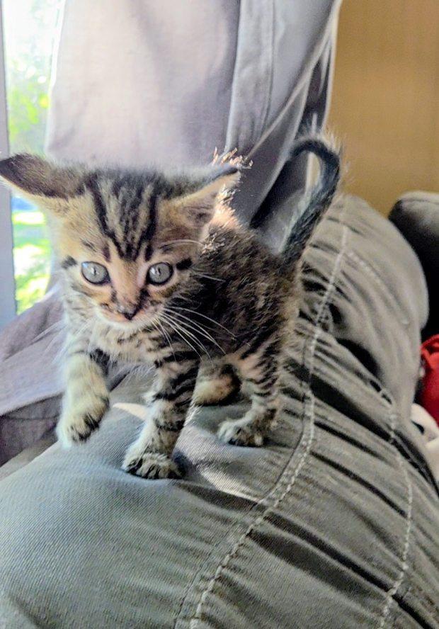 Enlarge Waldo, a Adopted mixed breed in Louisville, KY image 4/4