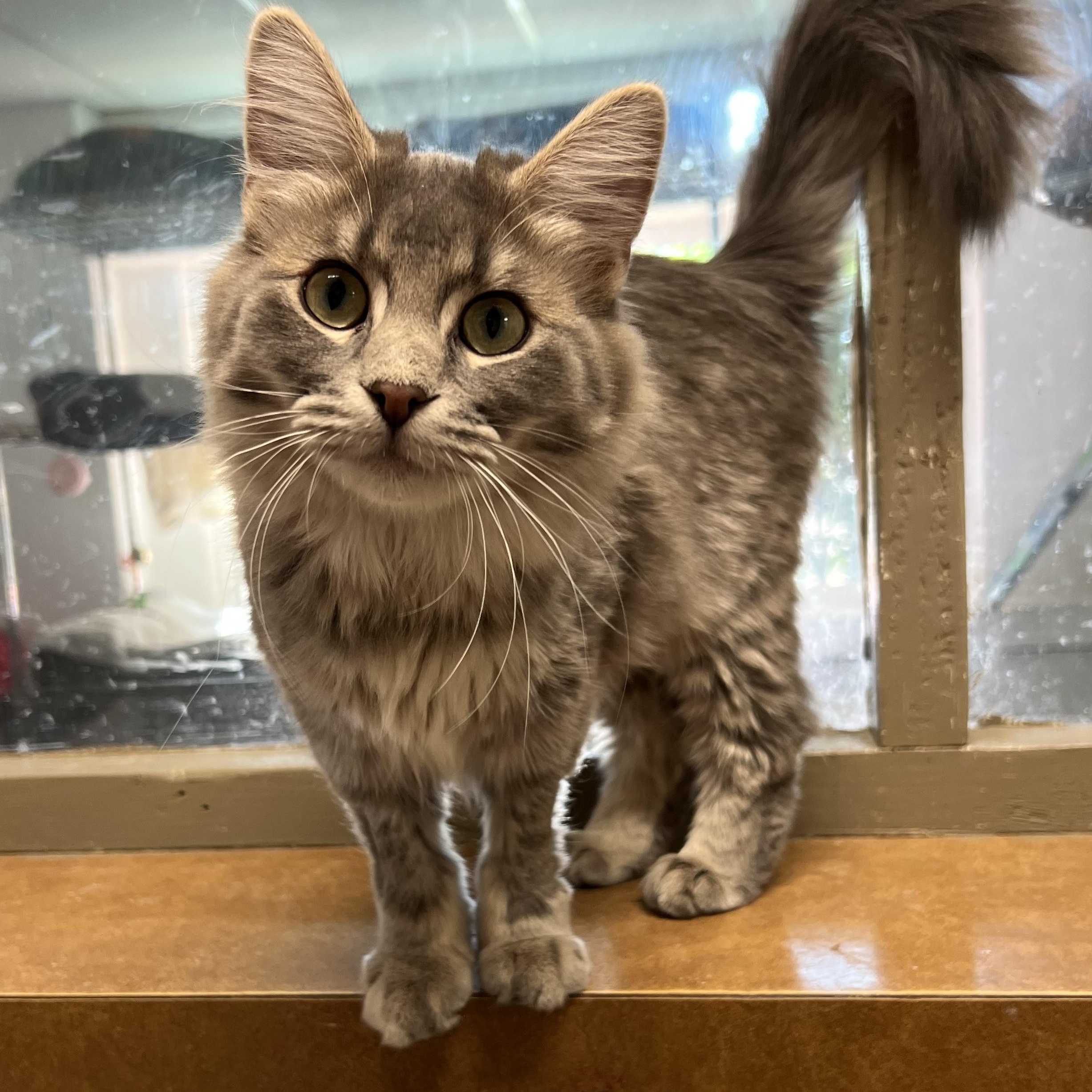Esme, adopted, Kitten Female Domestic Long Hair.