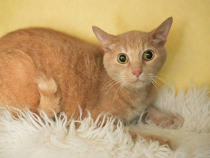 Leo, Adoptable, Adult Male Domestic Short Hair & Domestic Short Hair.