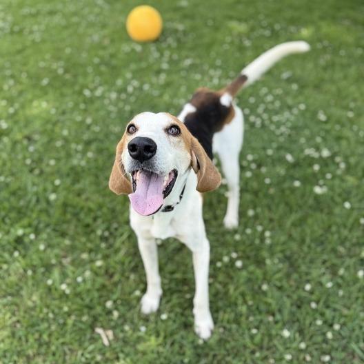 Enlarge Kyler, a Adoptable mixed breed in Carencro, LA image 1/4