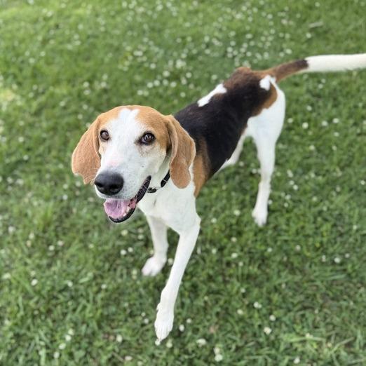 Enlarge Kyler, a Adoptable mixed breed in Carencro, LA image 2/4
