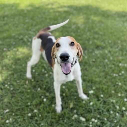 Enlarge Kyler, a Adoptable mixed breed in Carencro, LA image 3/4