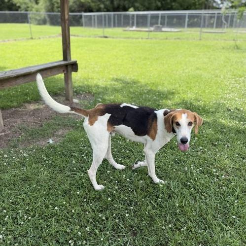 Enlarge Kyler, a Adoptable mixed breed in Carencro, LA image 4/4